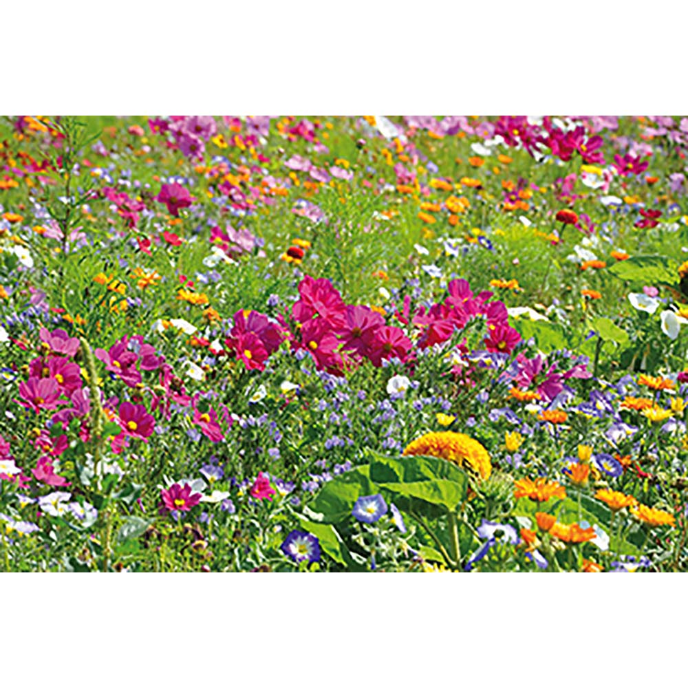 Tontöpfchen-Blume mit Samen - Sommerblumenmischung