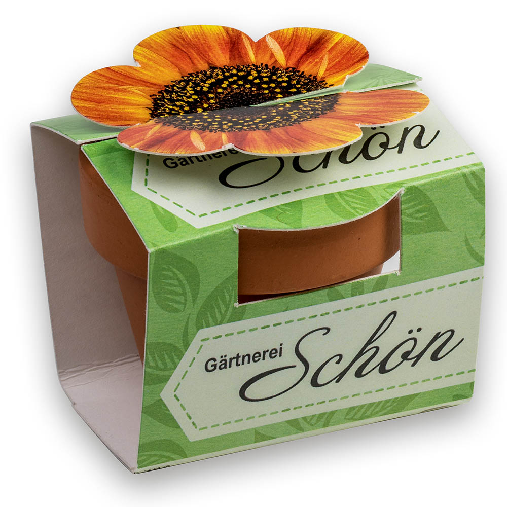Tontöpfchen-Blume mit Samen - Vergissmeinnicht