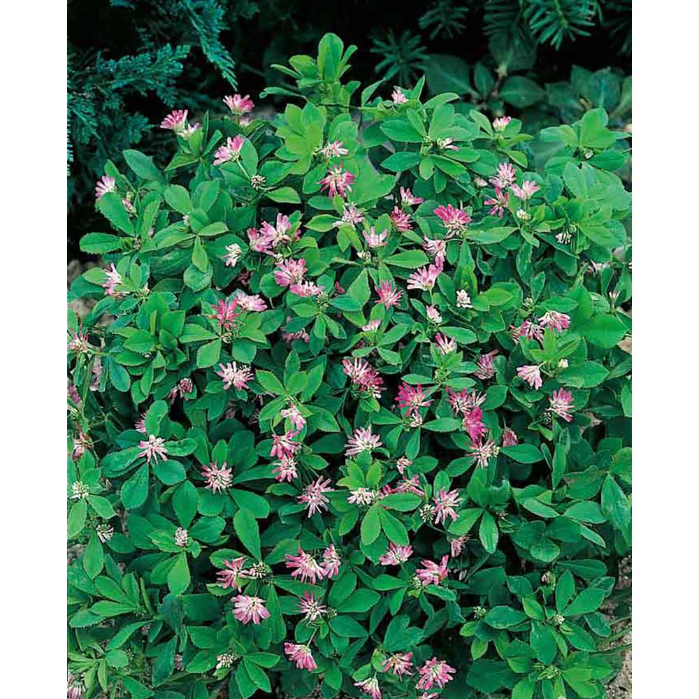 Pflanz-Holz rund mit Samen - Persischer Klee