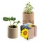 Pflanz-Holz rund mit Samen - Sonnenblume, Lasergravur