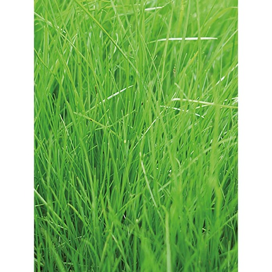 Pflanz-Holz Magnet mit Samen - Gras, 2 Seiten gelasert