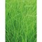 Pflanz-Holz Magnet mit Samen - Gras, 2 Seiten gelasert