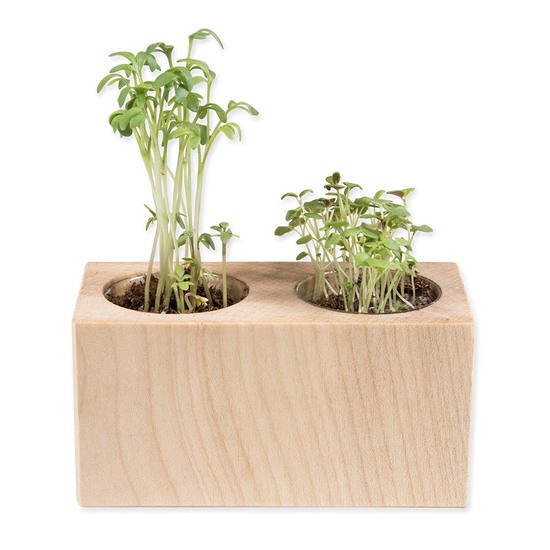 Pflanz-Holz 2er Set mit Samen - Gewürzpaprika