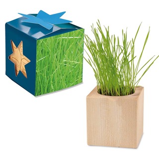 Pflanz-Holz Maxi Star-Box mit Samen - Gras