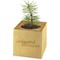 Pflanz-Holz Maxi Star-Box mit Samen - Sonnenblume, 1 Seite gelasert