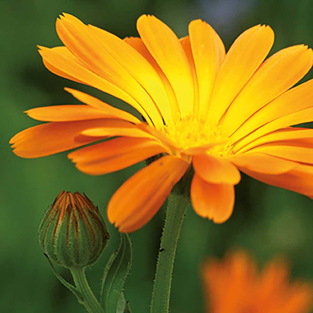 Pflanz-Holz Büro Star-Box mit Samen - Ringelblume, 1 Seite gelasert