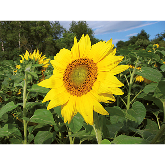 Pflanz-Holz Grande mit Samen - Sonnenblume, 1 Seite gelasert