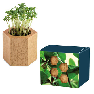 Pflanz-Holz Hexagon mit Samen - Glücksklee-Zwiebel, 1 Seite gelasert (* Je nach Verfügbarkeit der Glücksklee-Zwiebeln)