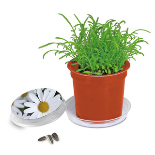 Florero-Töpfchen mit Samen - terracotta - Margerite